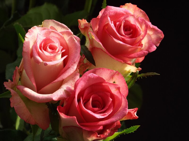 Three Pink Roses — Dramatic, Photograph, Leaves, Petals