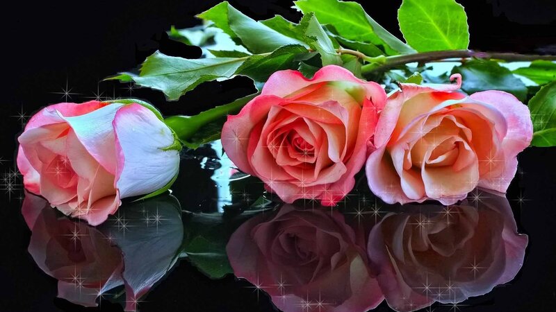 Three Pink Roses — Dramatic, Photograph, Leaves, Reflection, Sparkles