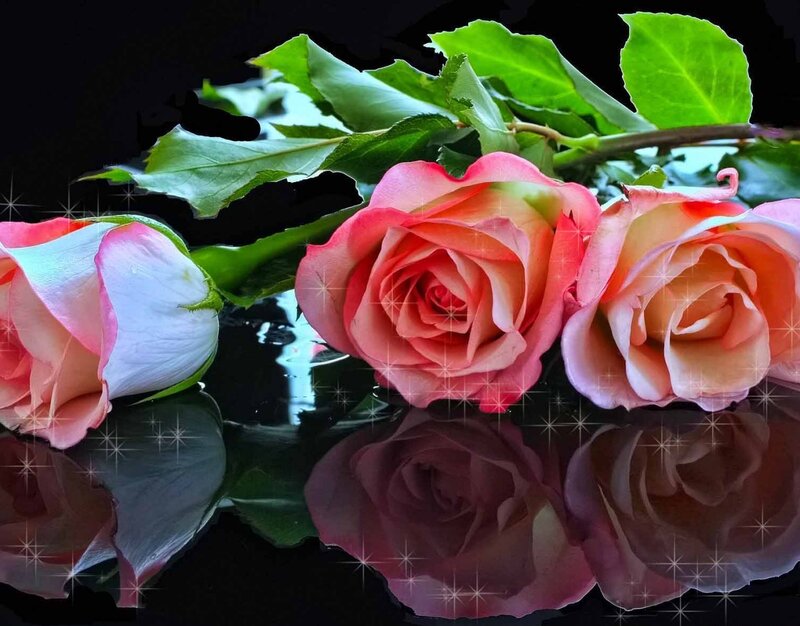 Three Pink Roses — Dramatic, Photograph, Leaves, Reflection