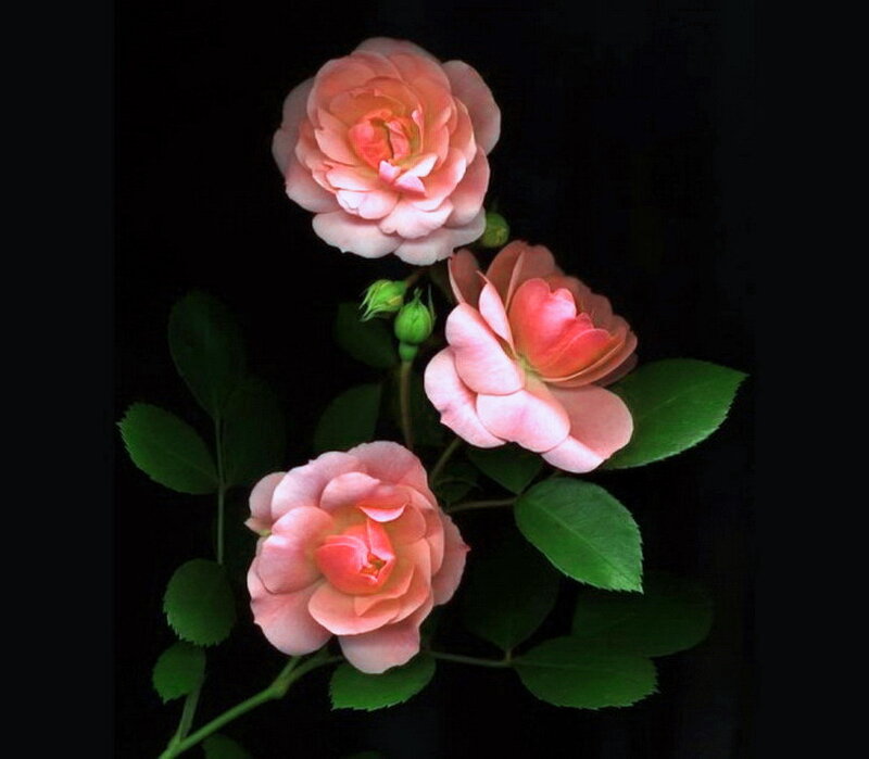 Three Pink Roses — Dramatic, Photograph, Leaves