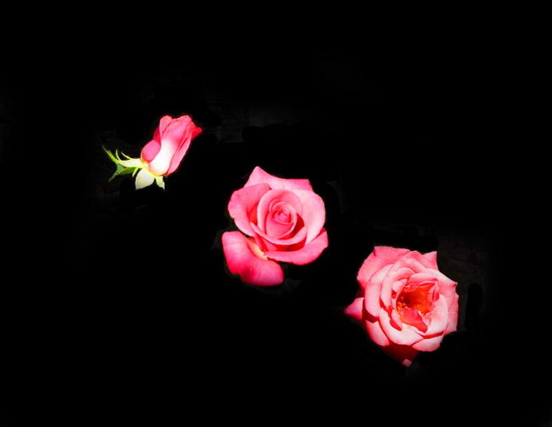 Three Pink Roses — Dramatic, Photograph