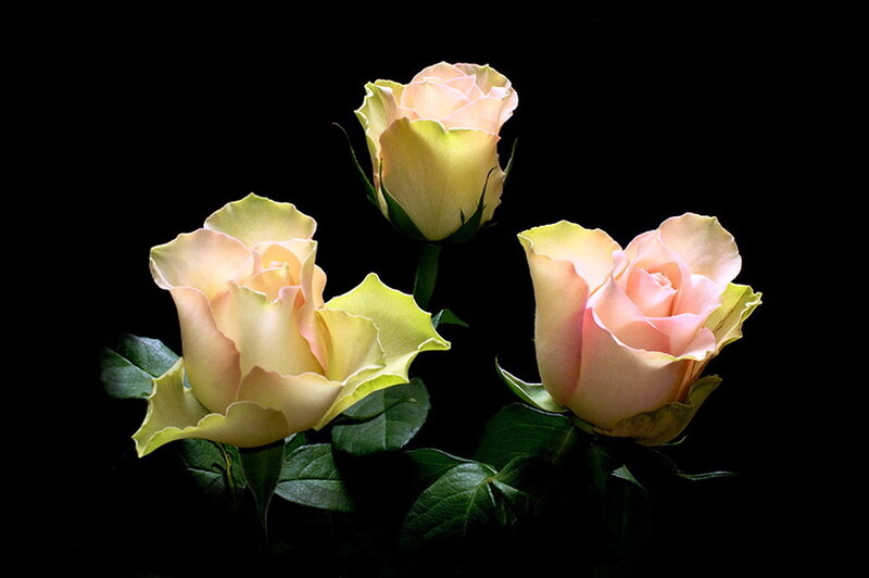 Three Pink Roses — Dramatic