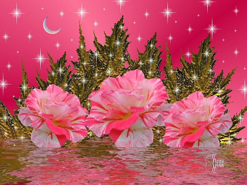 Three Pink Roses — Dreamy