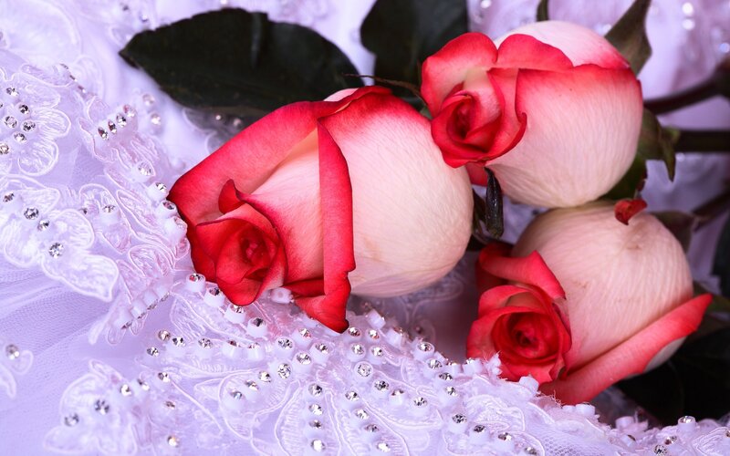 Three Pink Roses — Elegant
