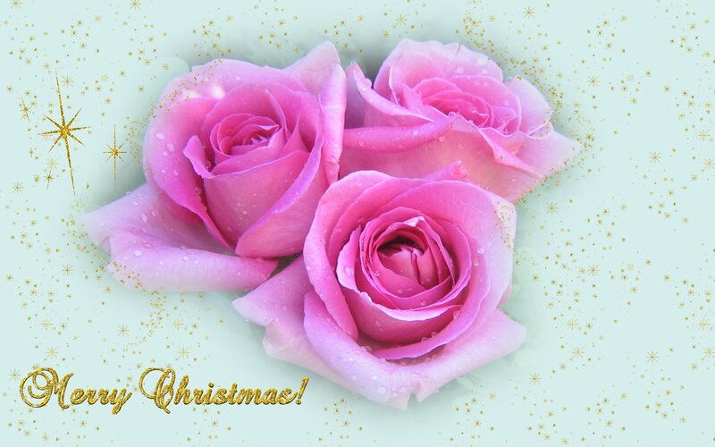 Three Pink Roses — Festive