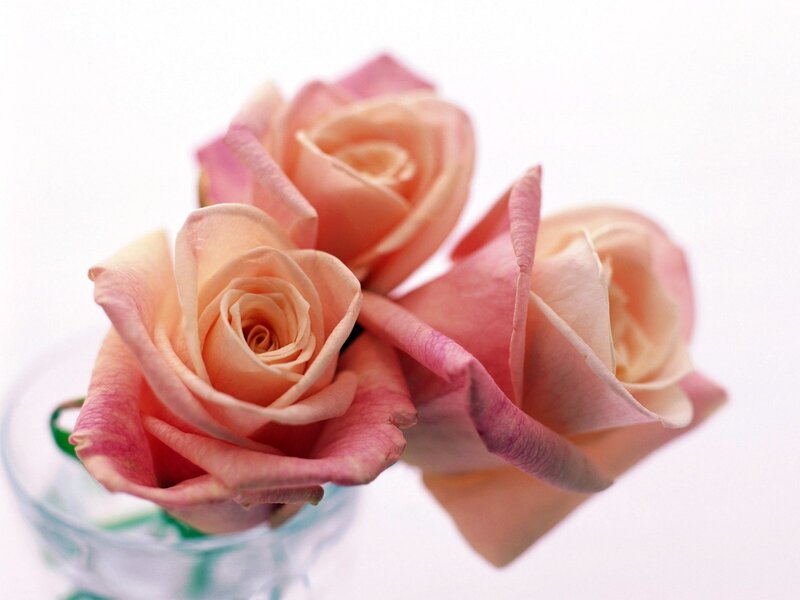 Three pink roses in a vase