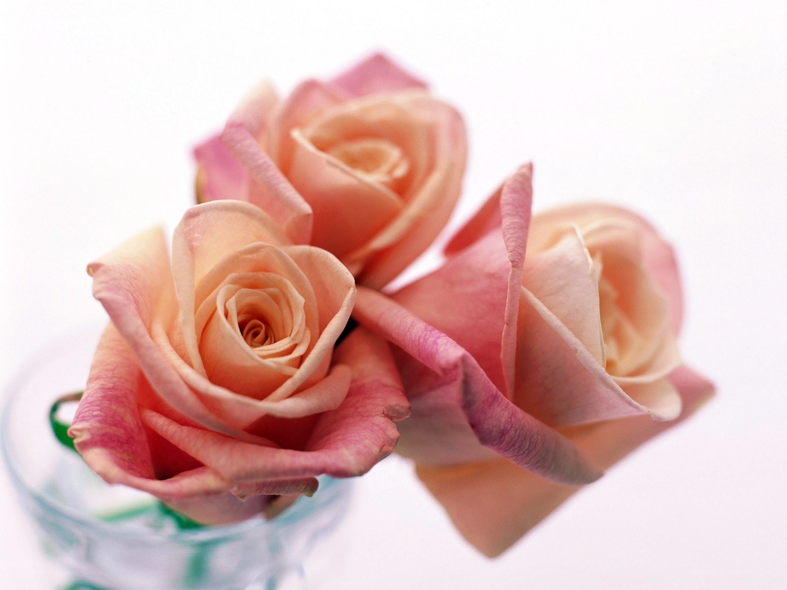 Three pink roses in a vase