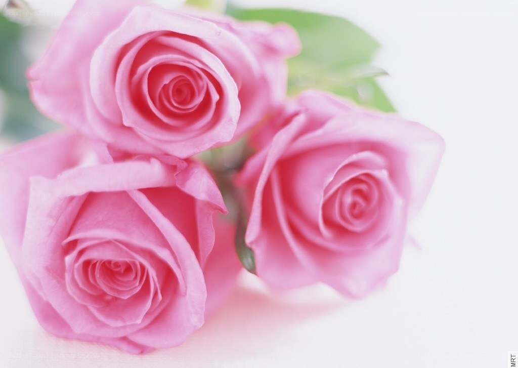 Three pink roses in bloom
