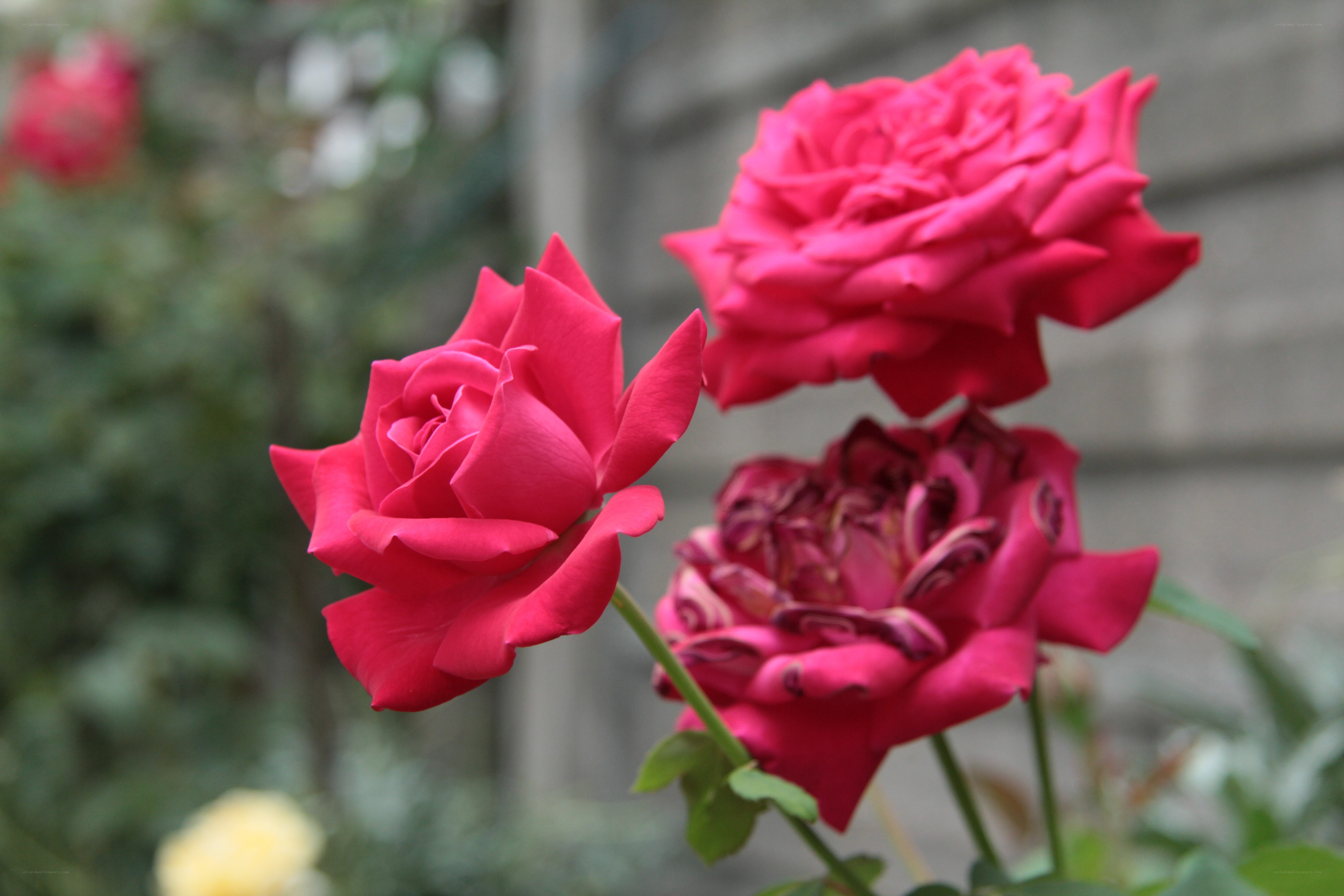 Three pink roses in bloom