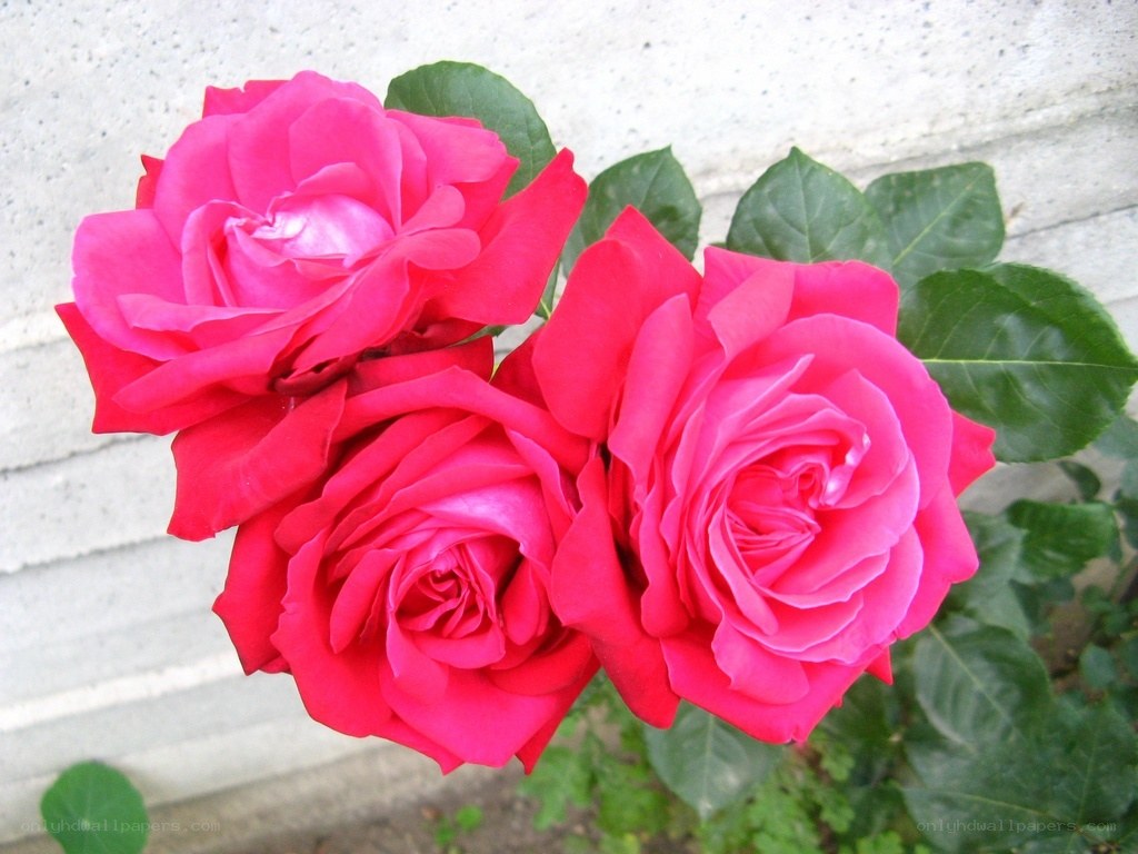 Three pink roses in bloom