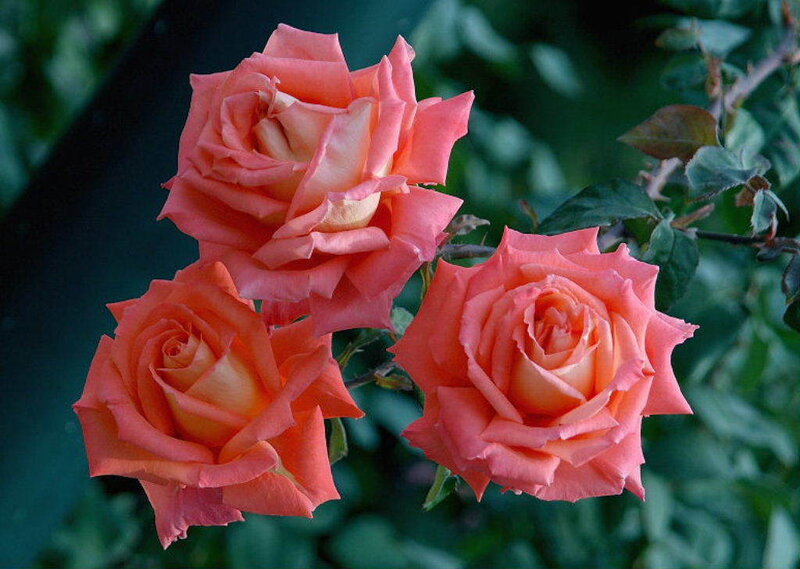 three pink roses in bloom