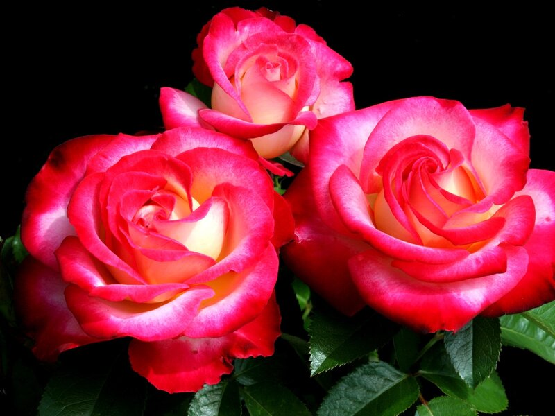 Three pink roses in bloom