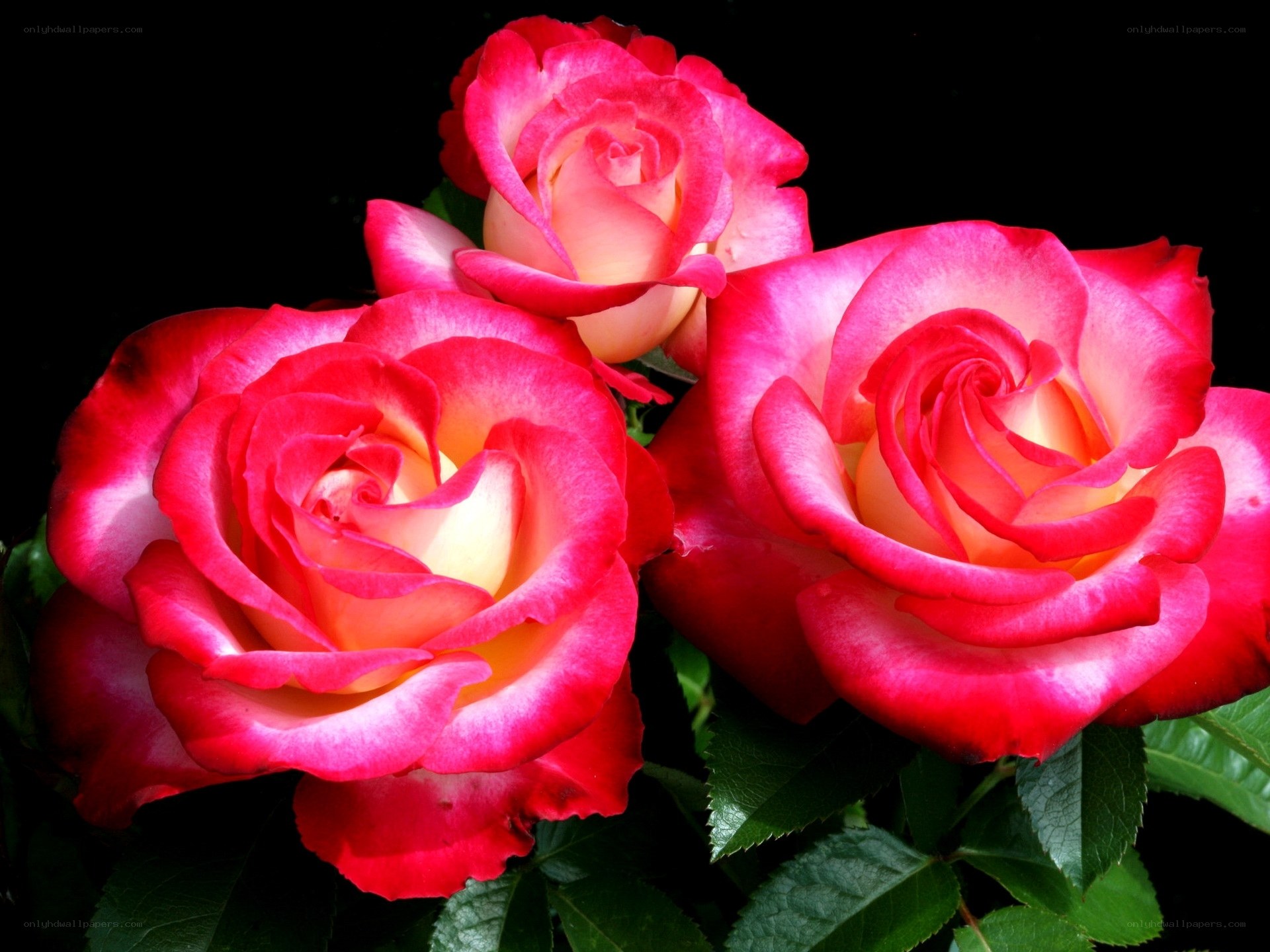 Three pink roses in bloom