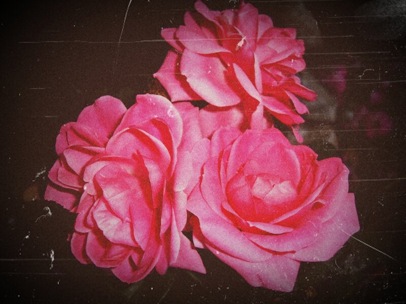 Three Pink Roses — Nostalgic