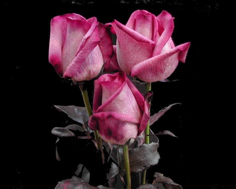 three pink roses on black