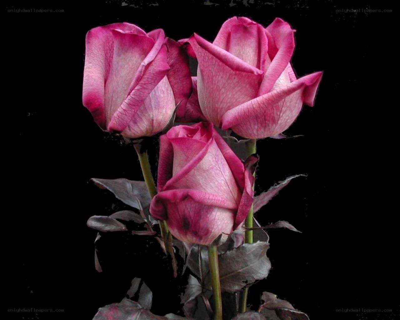 three pink roses on black