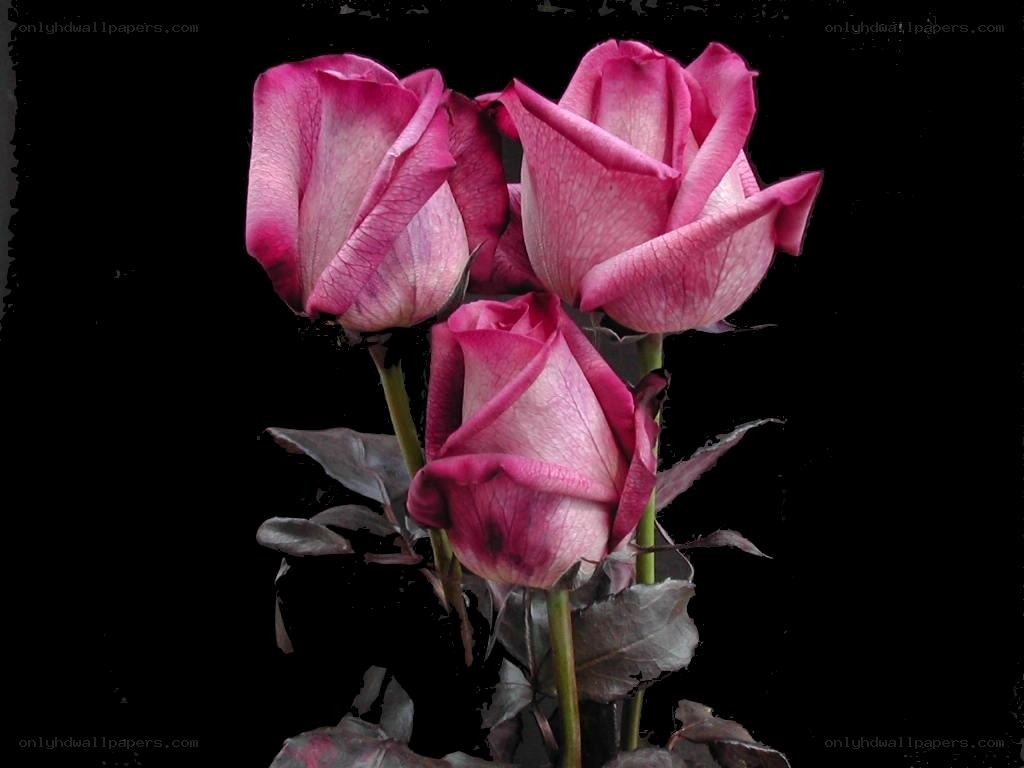 three pink roses on black
