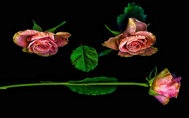 Three pink roses on black