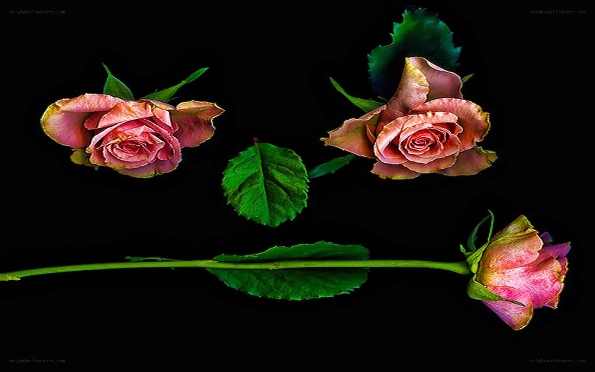 Three pink roses on black