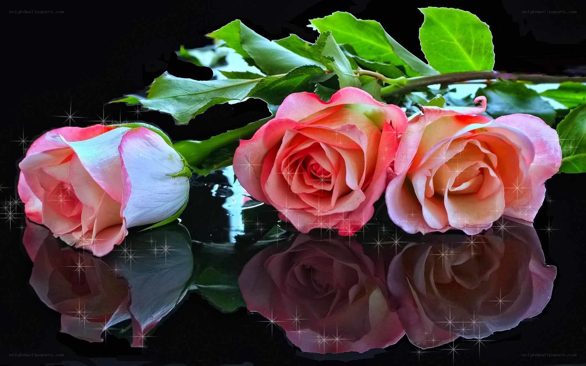 three pink roses on black