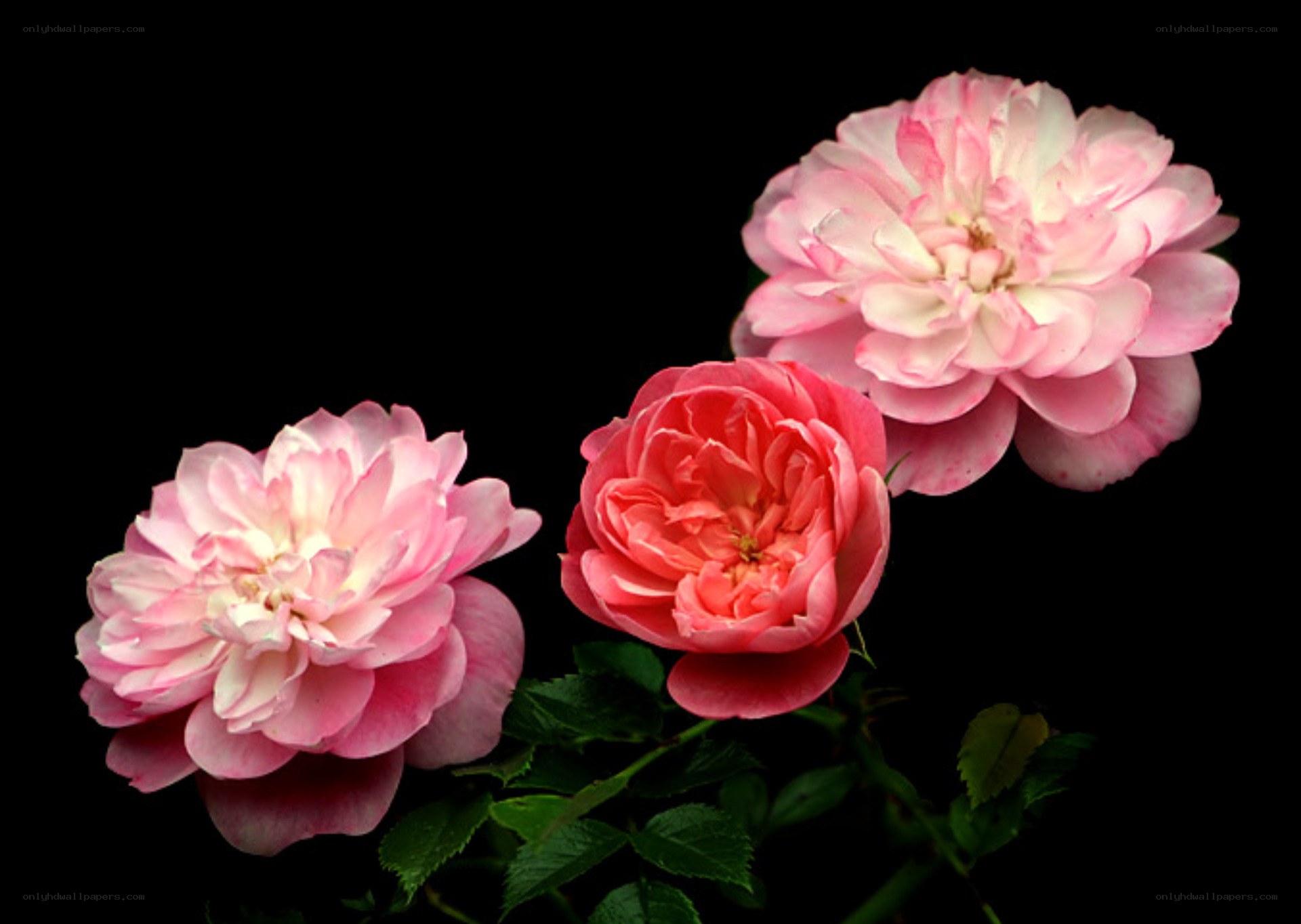 Three pink roses on black