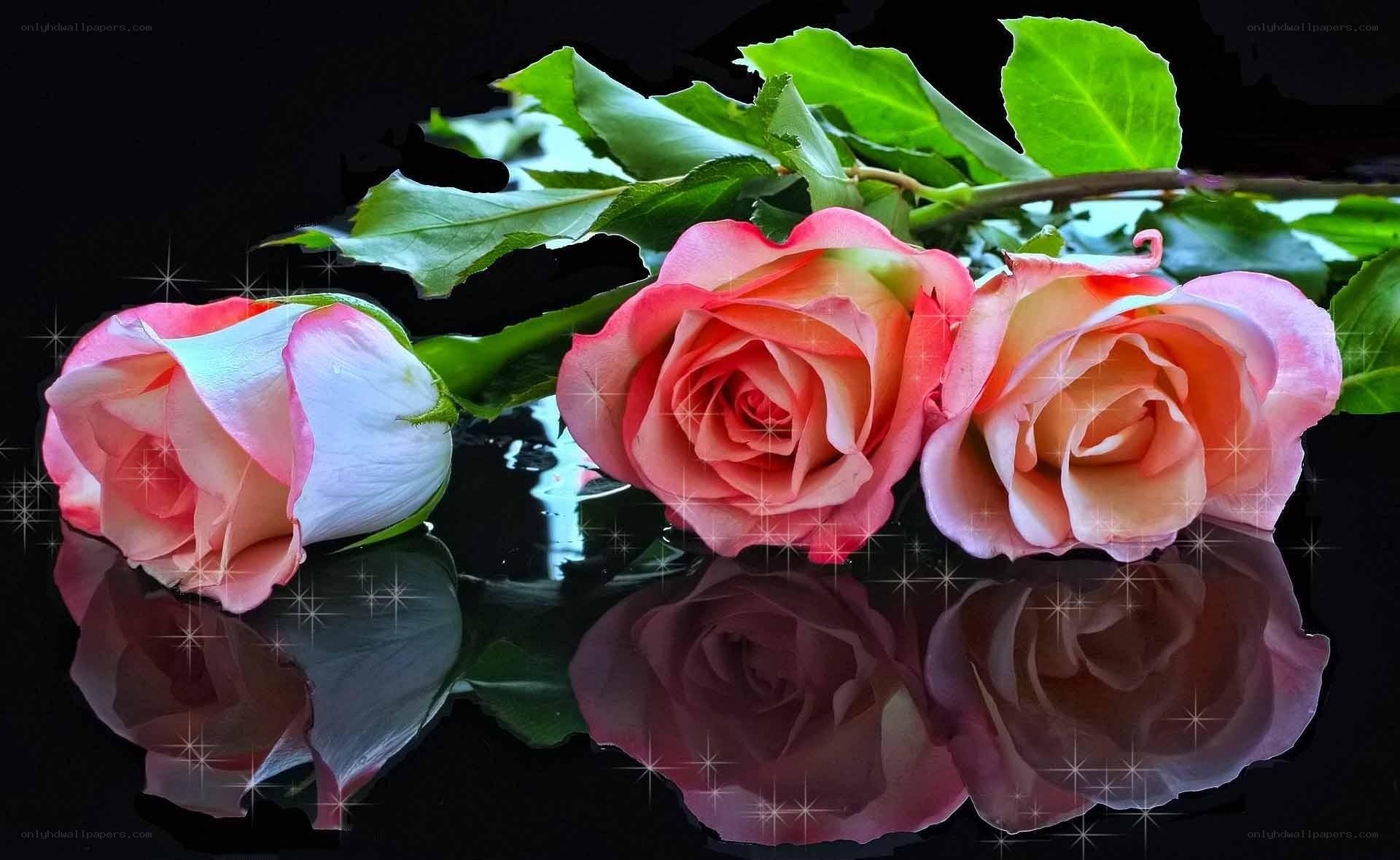Three pink roses on black