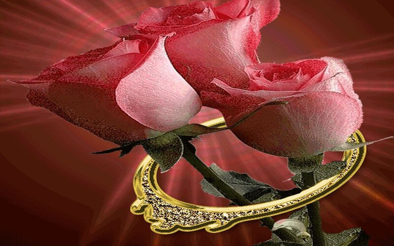 Three Pink Roses — Red