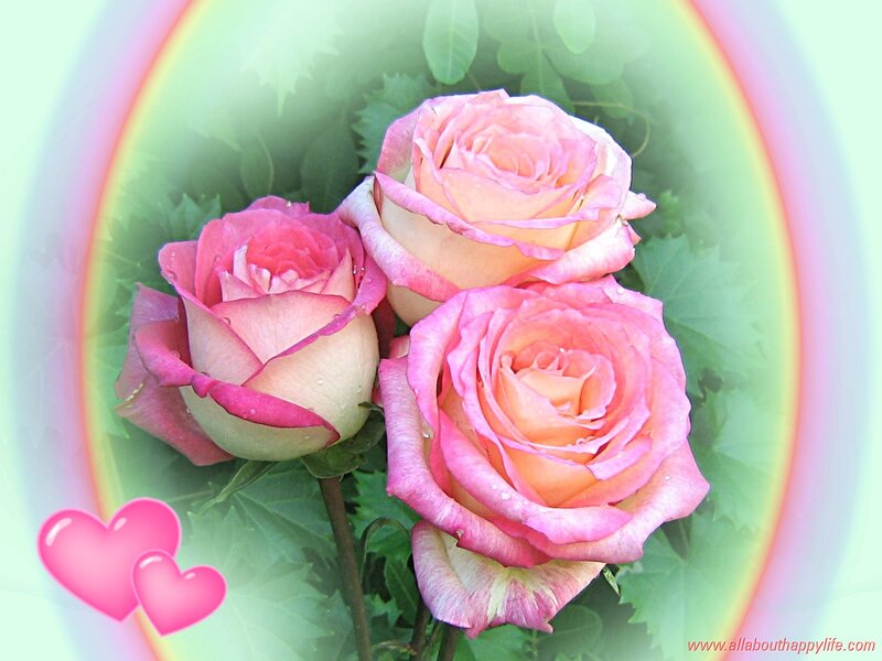 Three Pink Roses — Romantic, Photograph, Hearts