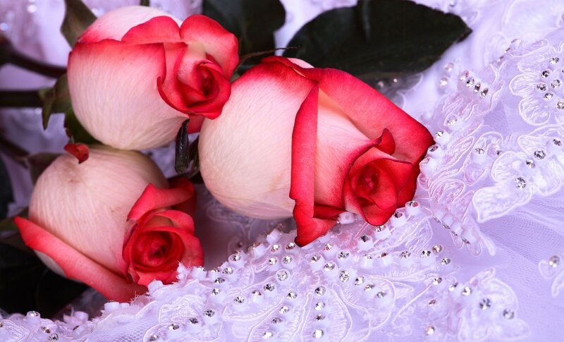 Three Pink Roses — Romantic, Photograph, Lace Fabric, Green Leaves