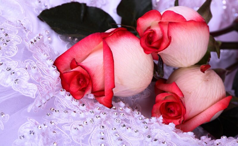 Three Pink Roses — Romantic, Photograph, Lace Fabric