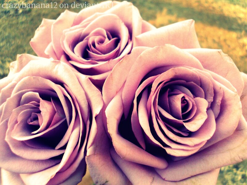 Three Pink Roses — Serene, Afternoon, Photograph, Grass