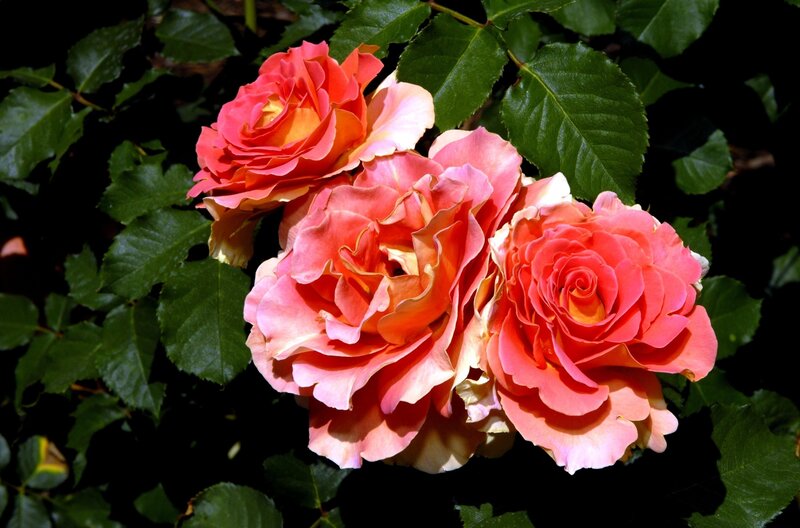 Three Pink Roses — Serene, Afternoon, Photograph, Green Leaves, Sunlight