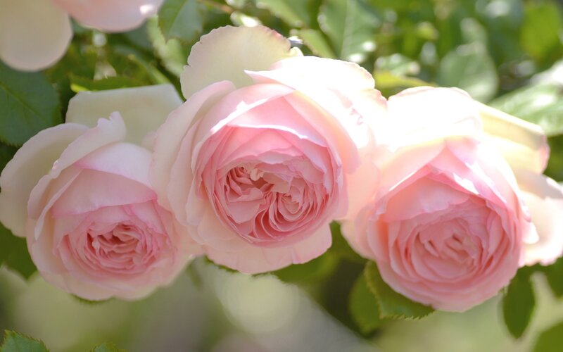 Three Pink Roses — Serene, Afternoon, Photograph, Green Leaves