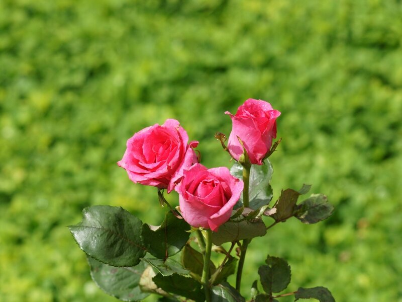 Three Pink Roses — Serene, Afternoon, Photograph