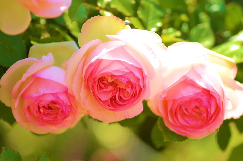 Three Pink Roses — Serene, Afternoon