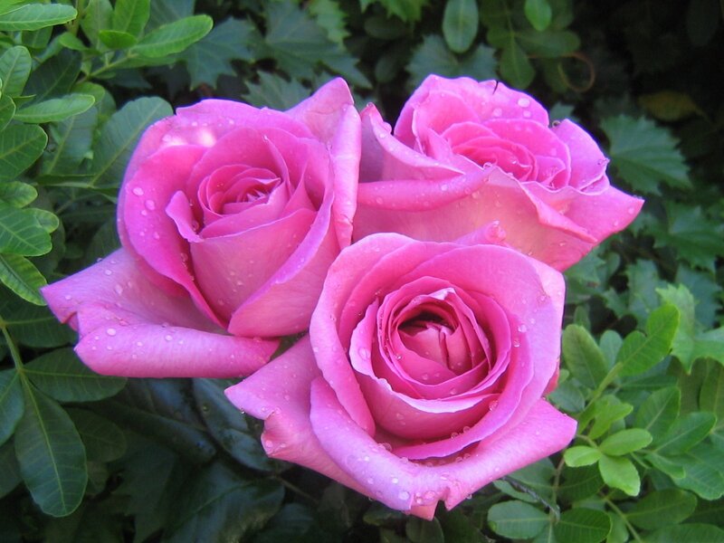 Three Pink Roses — Serene, Morning