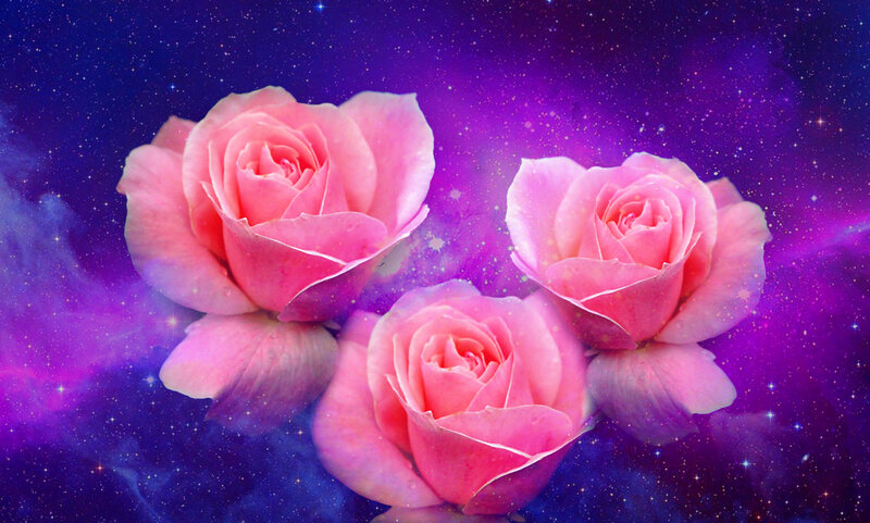 Three Pink Roses — Serene, Night