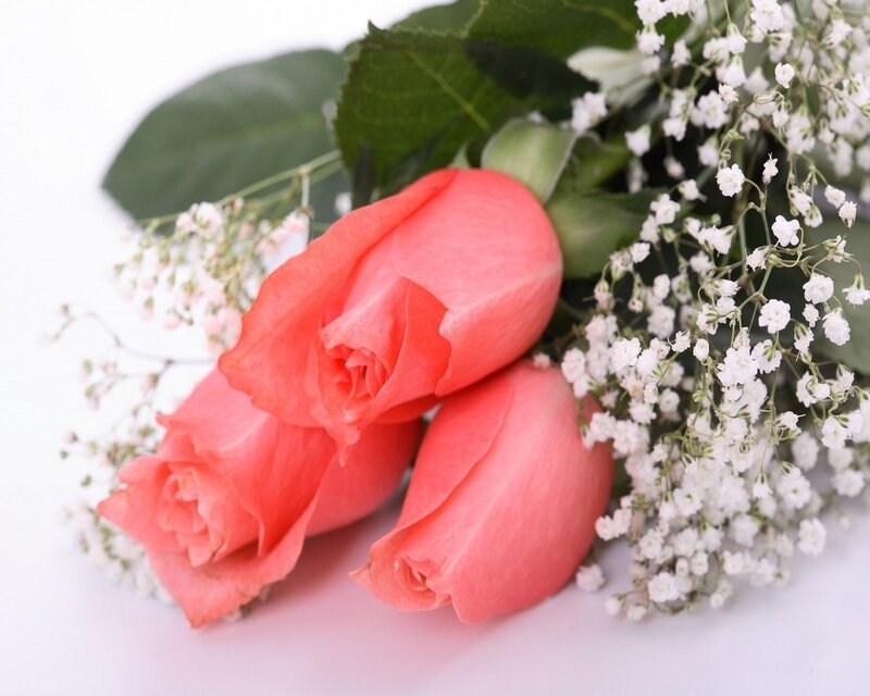 Three Pink Roses — Serene, Photograph, Baby's Breath