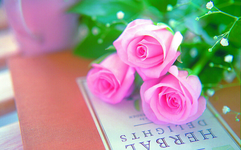 Three Pink Roses — Serene, Photograph, Book