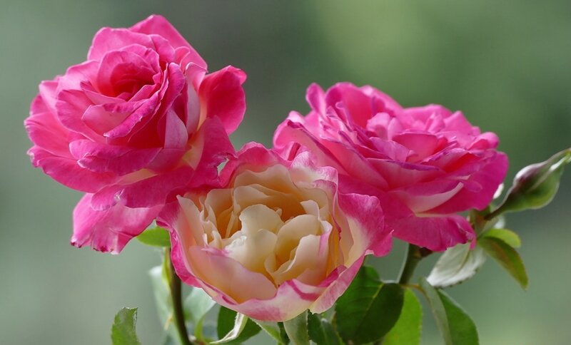 Three Pink Roses — Serene, Photograph, Buds, Leaves, Stem
