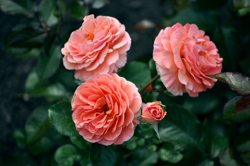 Three Pink Roses — Serene, Photograph, Buds, Leaves