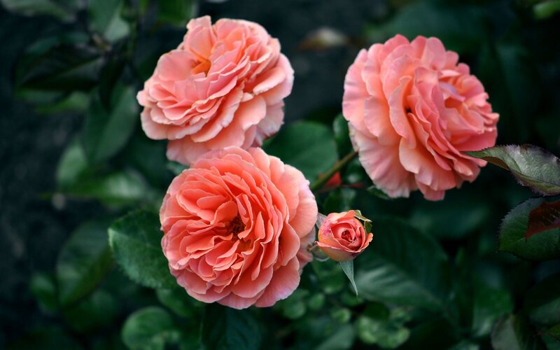 Three Pink Roses — Serene, Photograph, Buds