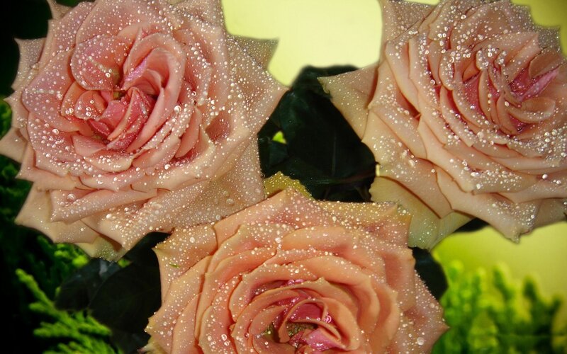 Three Pink Roses — Serene, Photograph, Drops