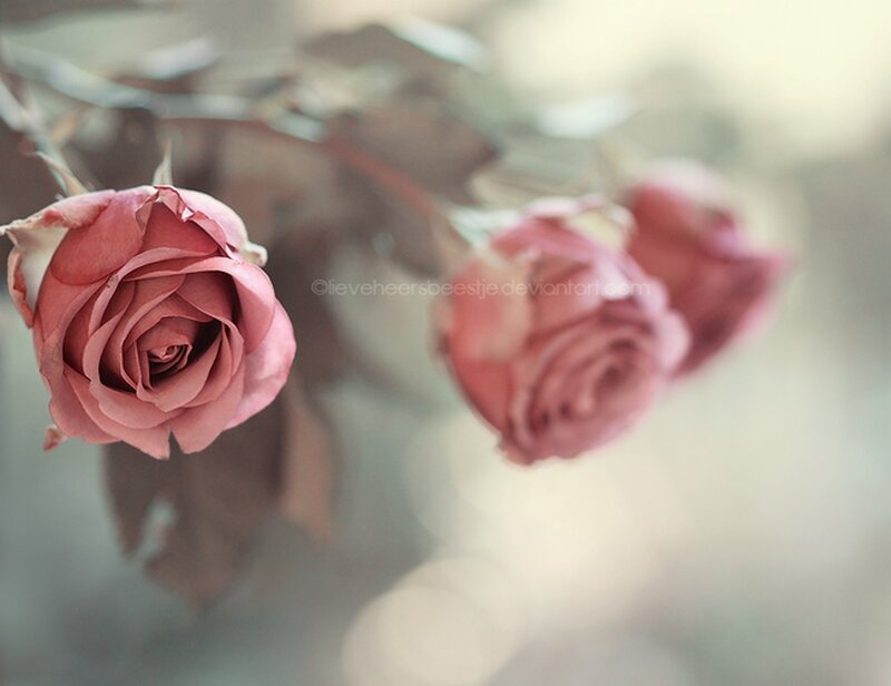 Three Pink Roses — Serene, Photograph, Flowers, Stems