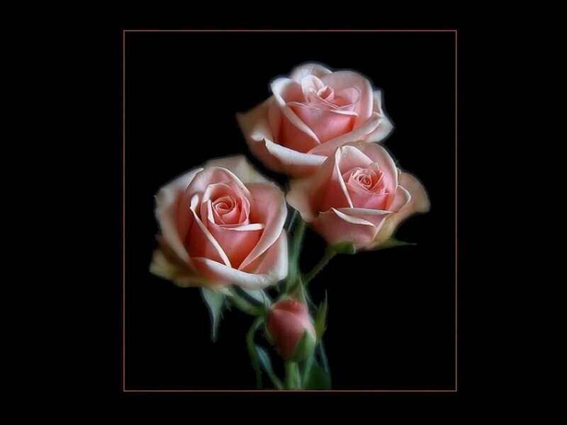 Three Pink Roses — Serene, Photograph, Flowers