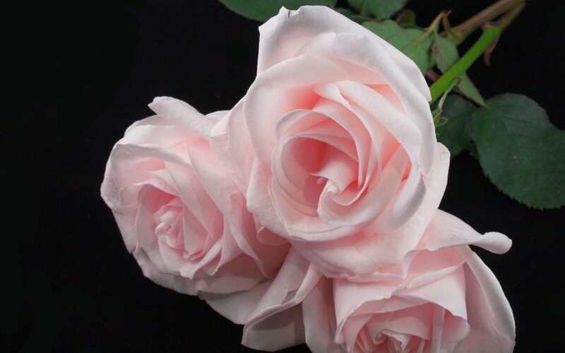 Three Pink Roses — Serene, Photograph, Green Leaves, Stem
