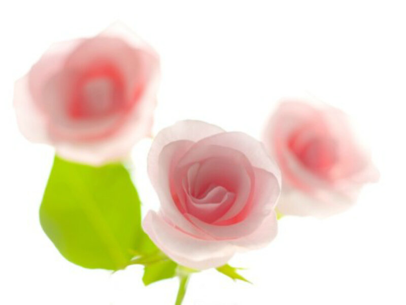 Three Pink Roses — Serene, Photograph, Green Leaves