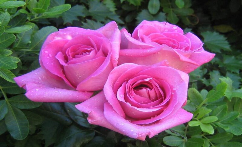 Three Pink Roses — Serene, Photograph, Green Leaves, Water Droplets