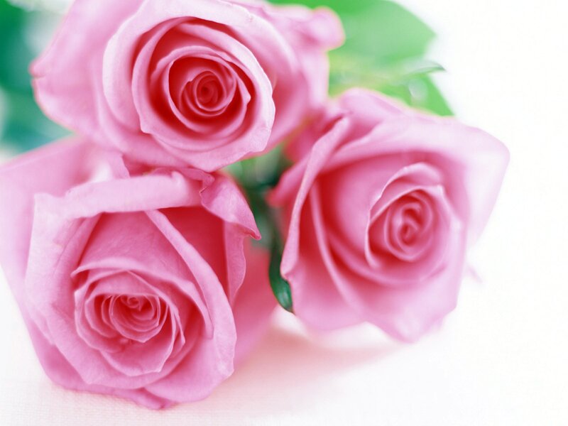 Three Pink Roses — Serene, Photograph, Green Leaves, White, Green