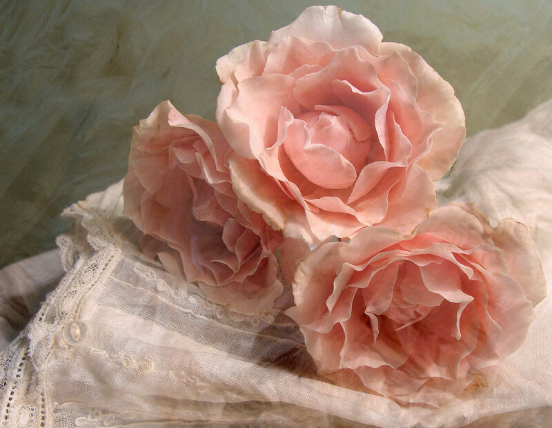 Three Pink Roses — Serene, Photograph, Lace Fabric